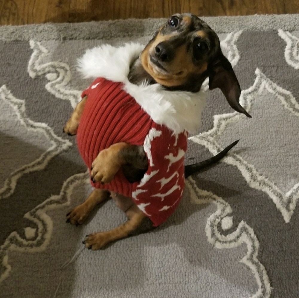 Meet your Posher, Lizzie